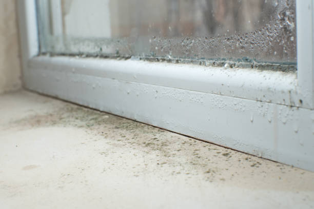 Best Environmental Consulting for Mold Prevention  in Lake Sconsin, WI